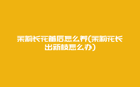 茉莉长花蕾后怎么养(茉莉花长出新枝怎么办)