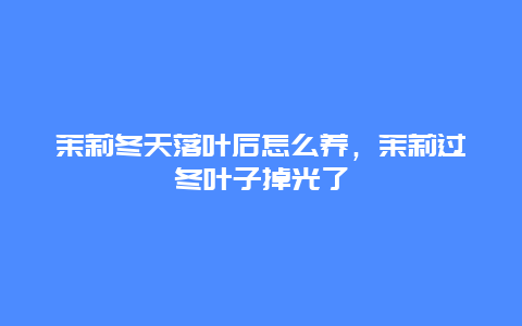 茉莉冬天落叶后怎么养，茉莉过冬叶子掉光了