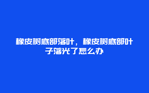 橡皮树底部落叶，橡皮树底部叶子落光了怎么办