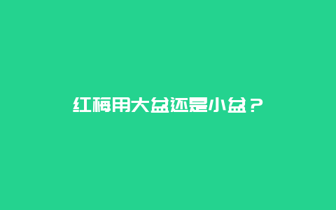 红梅用大盆还是小盆？