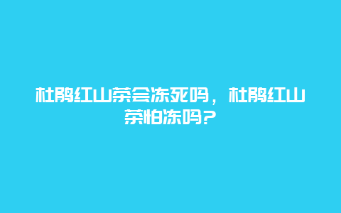 杜鹃红山茶会冻死吗，杜鹃红山茶怕冻吗?