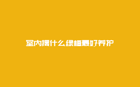 室内摆什么绿植最好养护