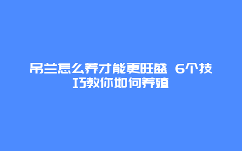 吊兰怎么养才能更旺盛 6个技巧教你如何养殖