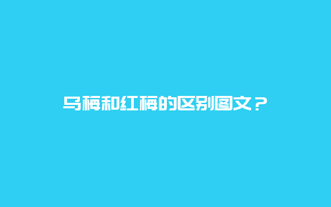 乌梅和红梅的区别图文？