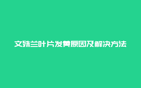 文殊兰叶片发黄原因及解决方法