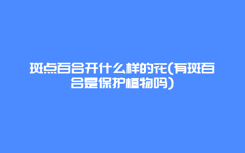 斑点百合开什么样的花(有斑百合是保护植物吗)