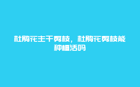 杜鹃花主干剪枝，杜鹃花剪枝能种植活吗