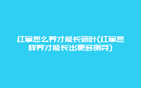 红掌怎么养才能长新叶(红掌怎样养才能长出更多侧芽)