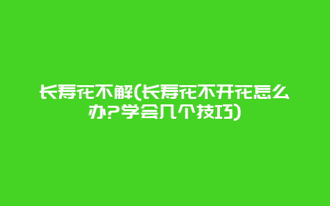 长寿花不解(长寿花不开花怎么办?学会几个技巧)