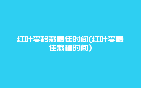 红叶李移栽最佳时间(红叶李最佳栽植时间)