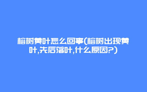 榕树黄叶怎么回事(榕树出现黄叶,先后落叶,什么原因?)