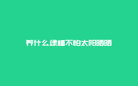 养什么绿植不怕太阳晒晒