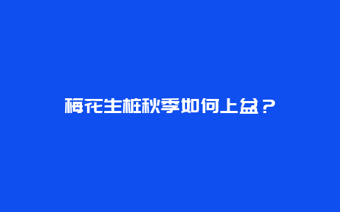 梅花生桩秋季如何上盆？