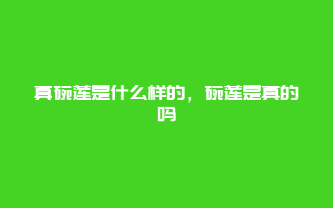 真碗莲是什么样的，碗莲是真的吗