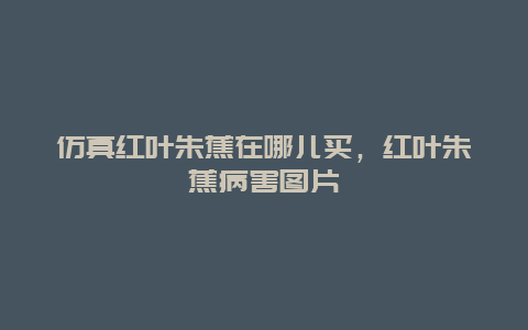 仿真红叶朱蕉在哪儿买，红叶朱蕉病害图片