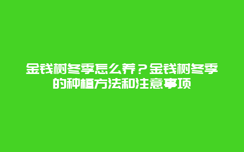 金钱树冬季怎么养？金钱树冬季的种植方法和注意事项