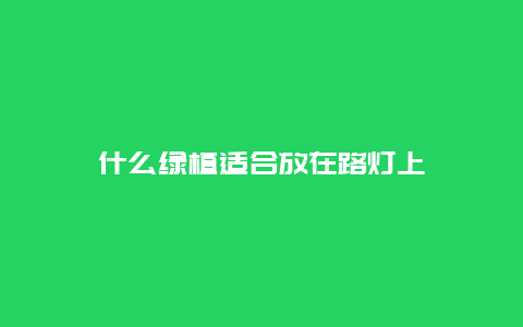 什么绿植适合放在路灯上