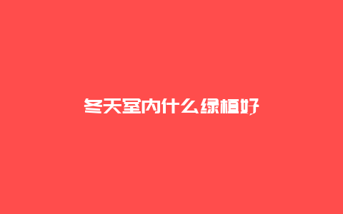 冬天室内什么绿植好