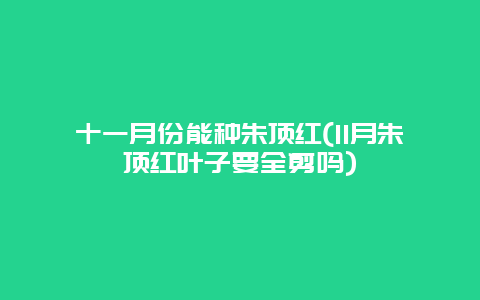 十一月份能种朱顶红(11月朱顶红叶子要全剪吗)