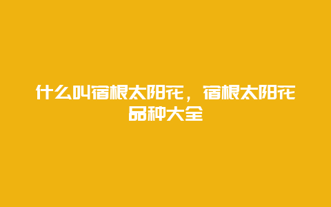 什么叫宿根太阳花，宿根太阳花品种大全