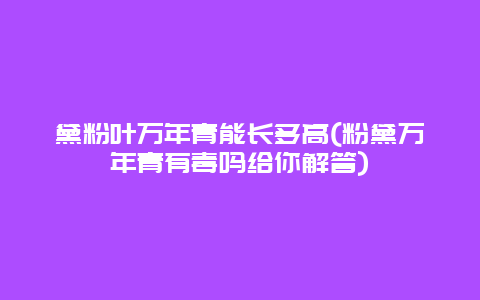 黛粉叶万年青能长多高(粉黛万年青有毒吗给你解答)