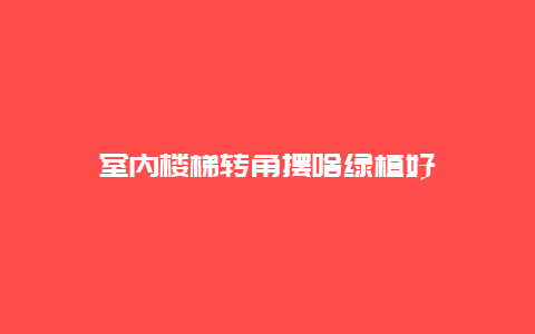 室内楼梯转角摆啥绿植好