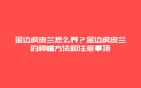 金边虎皮兰怎么养？金边虎皮兰的种植方法和注意事项