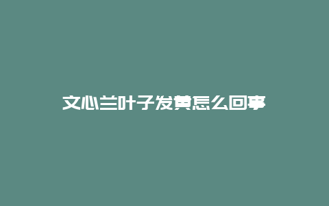 文心兰叶子发黄怎么回事