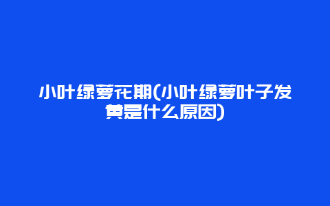 小叶绿萝花期(小叶绿萝叶子发黄是什么原因)