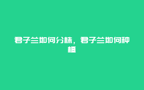 君子兰如何分株，君子兰如何种植