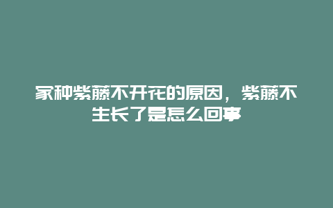 家种紫藤不开花的原因，紫藤不生长了是怎么回事