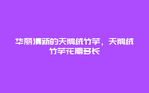 华丽清新的天鹅绒竹芋，天鹅绒竹芋花期多长