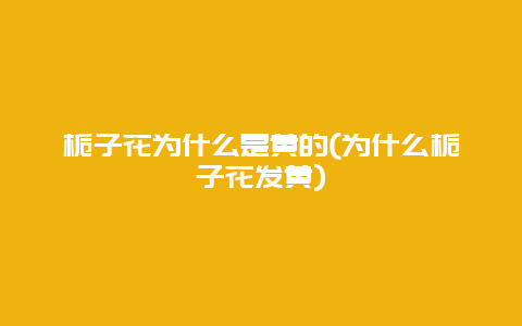 栀子花为什么是黄的(为什么栀子花发黄)