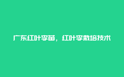 广东红叶李苗，红叶李栽培技术