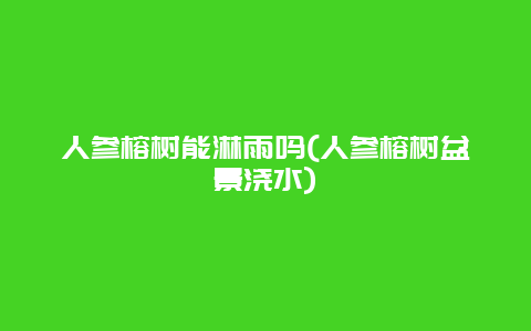 人参榕树能淋雨吗(人参榕树盆景浇水)