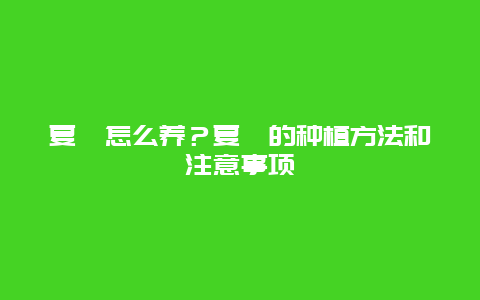 夏堇怎么养？夏堇的种植方法和注意事项