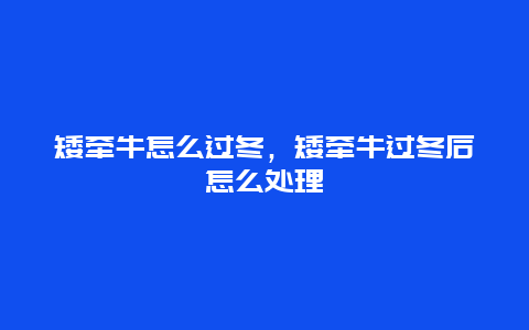 矮牵牛怎么过冬，矮牵牛过冬后怎么处理