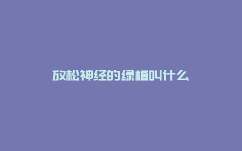 放松神经的绿植叫什么