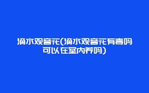 滴水观音花(滴水观音花有毒吗可以在室内养吗)