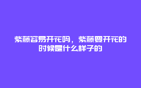 紫藤容易开花吗，紫藤要开花的时候是什么样子的