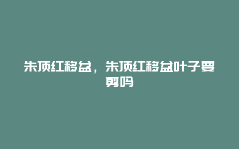 朱顶红移盆，朱顶红移盆叶子要剪吗