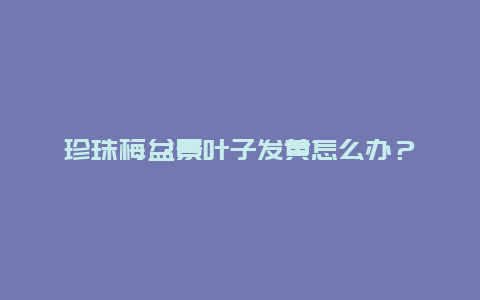 珍珠梅盆景叶子发黄怎么办？