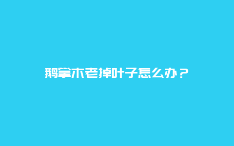 鹅掌木老掉叶子怎么办？