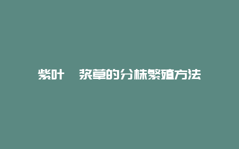 紫叶酢浆草的分株繁殖方法