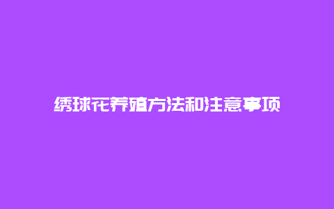 绣球花养殖方法和注意事项