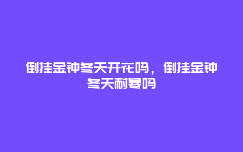 倒挂金钟冬天开花吗，倒挂金钟冬天耐寒吗