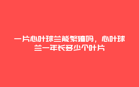 一片心叶球兰能繁殖吗，心叶球兰一年长多少个叶片