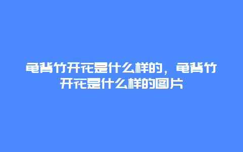 龟背竹开花是什么样的，龟背竹开花是什么样的图片