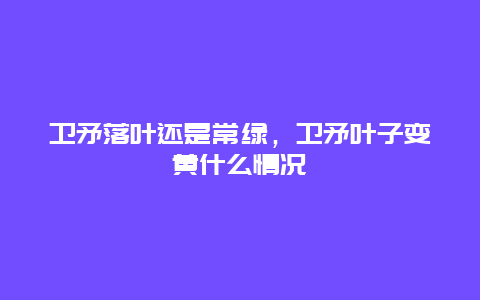 卫矛落叶还是常绿，卫矛叶子变黄什么情况