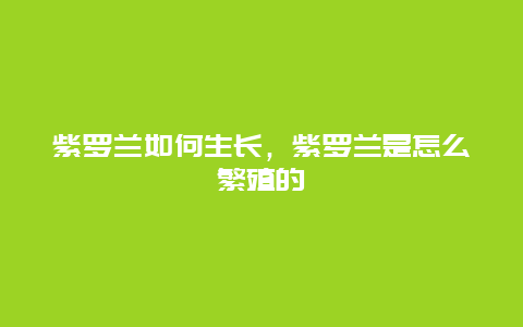 紫罗兰如何生长，紫罗兰是怎么繁殖的